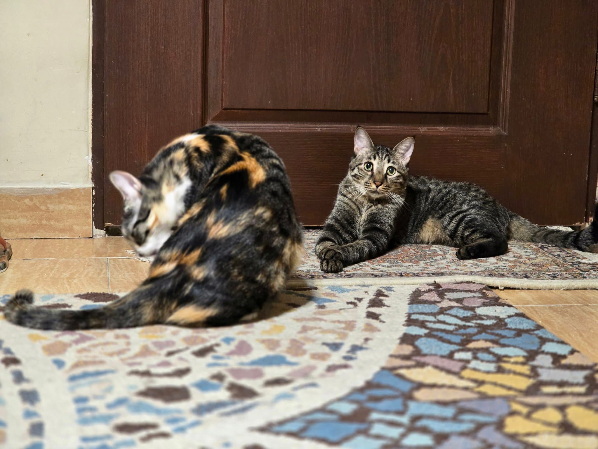 Missing Cat — Brown