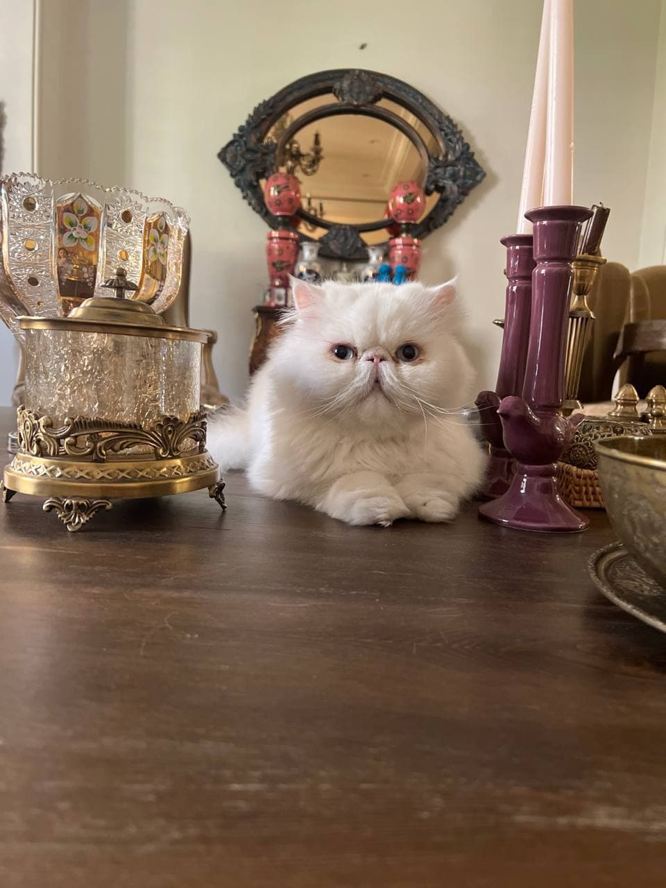 Missing Cat — White